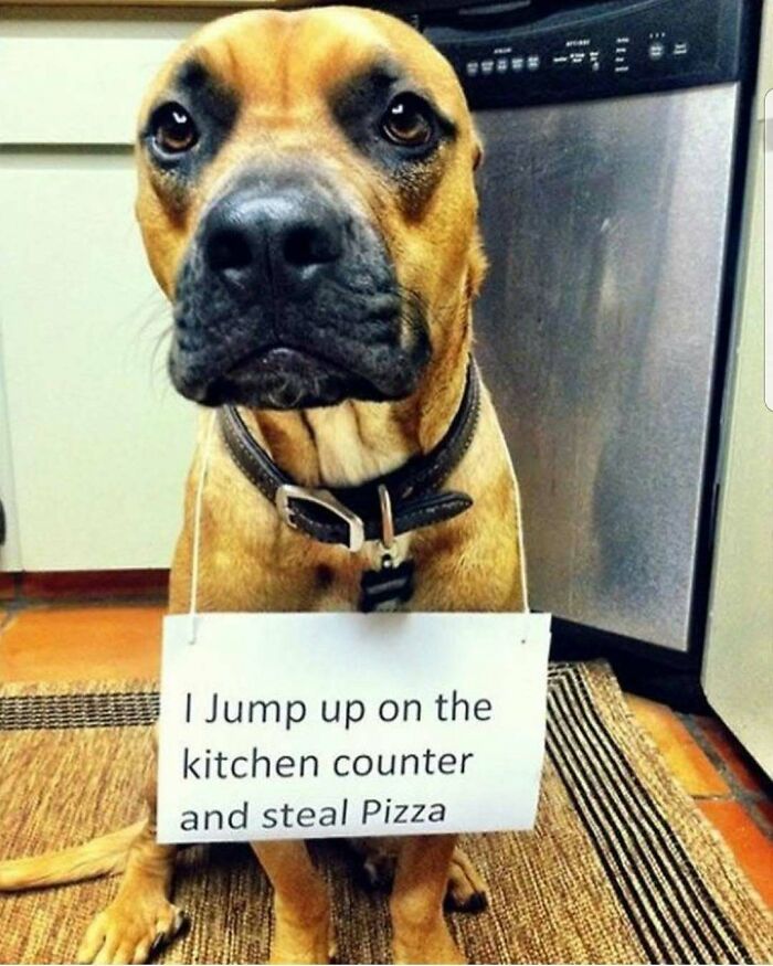 95 Times Pets Were Shamed For Their Hilariously ‘Horrible Crimes’ 95 Times Pets Were Shamed For Their Hilariously ‘Horrible Crimes’