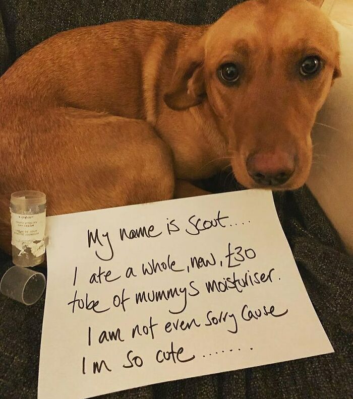95 Times Pets Were Shamed For Their Hilariously ‘Horrible Crimes’ 95 Times Pets Were Shamed For Their Hilariously ‘Horrible Crimes’
