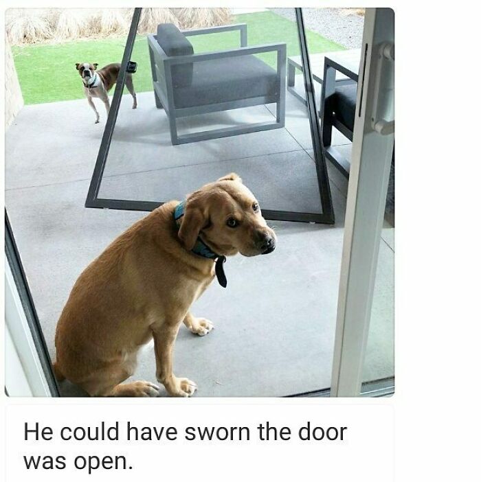 95 Times Pets Were Shamed For Their Hilariously ‘Horrible Crimes’ 95 Times Pets Were Shamed For Their Hilariously ‘Horrible Crimes’