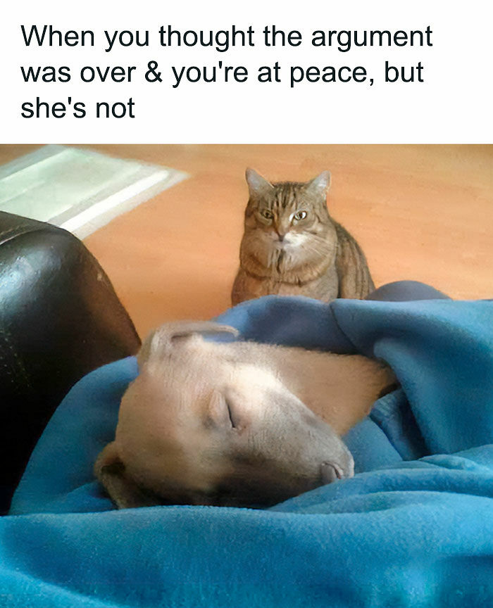 87 Funny And Lighthearted Memes For Those Who Like Safe-For-Work Stuff 87 Funny And Lighthearted Memes For Those Who Like Safe-For-Work Stuff