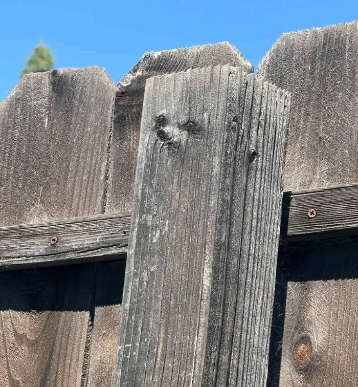 81 Times People Experienced Pareidolia And Took A Picture For Everyone To See (New Pics) 81 Times People Experienced Pareidolia And Took A Picture For Everyone To See (New Pics)