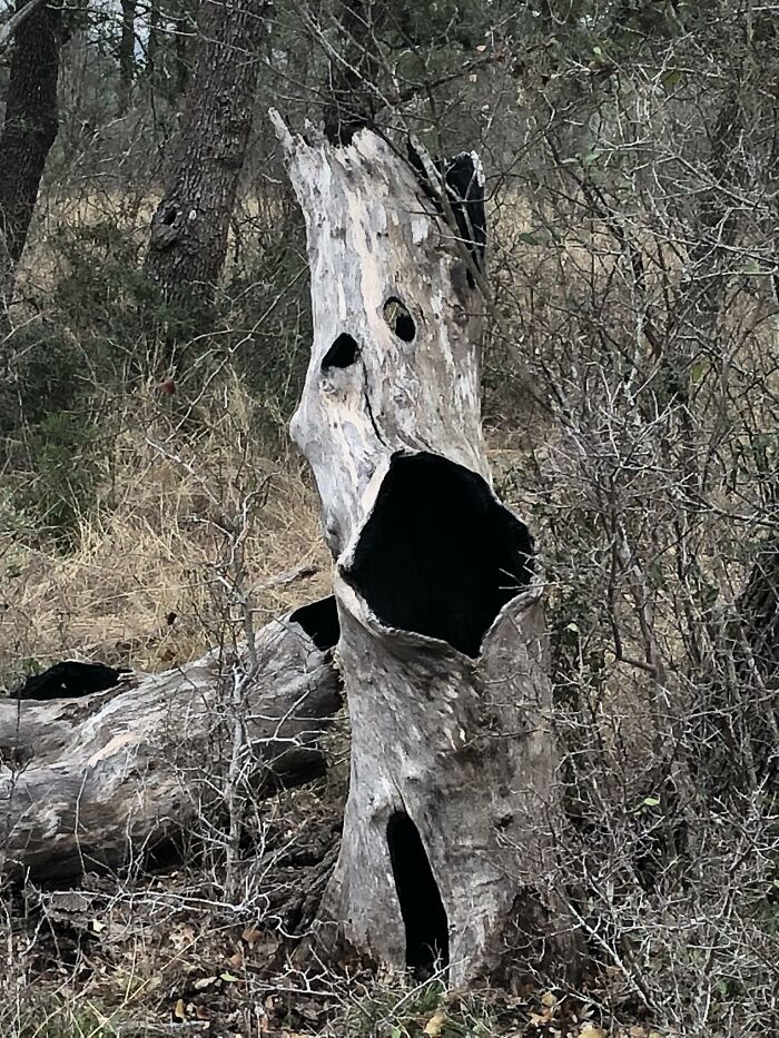 81 Times People Experienced Pareidolia And Took A Picture For Everyone To See (New Pics) 81 Times People Experienced Pareidolia And Took A Picture For Everyone To See (New Pics)