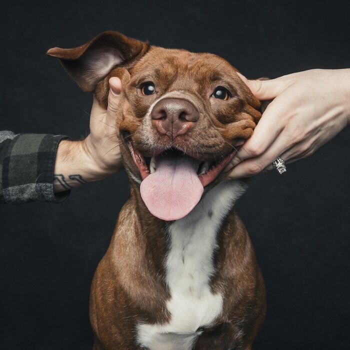 “Gotcha Day”: 38 Heartwarming Photos That Celebrate Rescue Dogs Finding Their Forever Homes “Gotcha Day”: 38 Heartwarming Photos That Celebrate Rescue Dogs Finding Their Forever Homes