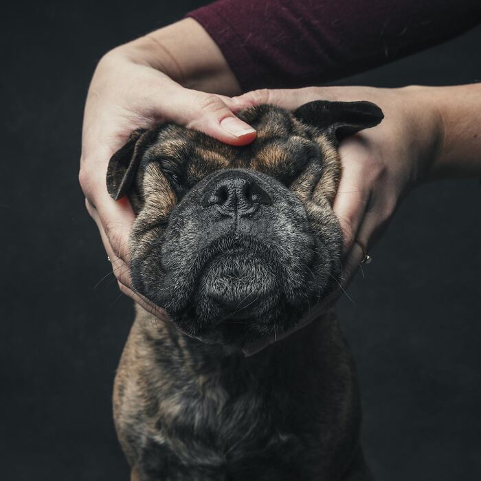 “Gotcha Day”: 38 Heartwarming Photos That Celebrate Rescue Dogs Finding Their Forever Homes “Gotcha Day”: 38 Heartwarming Photos That Celebrate Rescue Dogs Finding Their Forever Homes