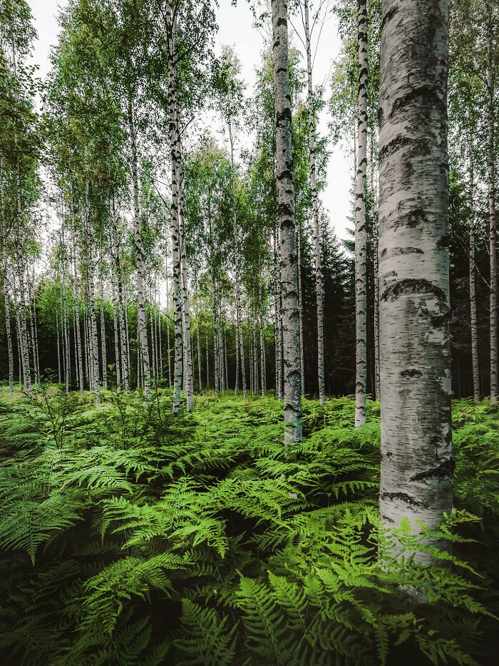 This Photographer Captured 43 Beautiful Views Of Finland Under The Northern Lights