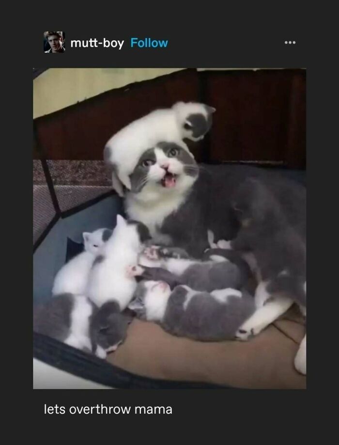 95 Of The Funniest Tumblr Posts That Totally Deserve To Be Seen Again