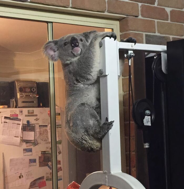 &ldquo;A Darwin Award Contender&rdquo;: 57 Times People Just Couldn’t Believe Their Eyes At The Gym (New Pics)