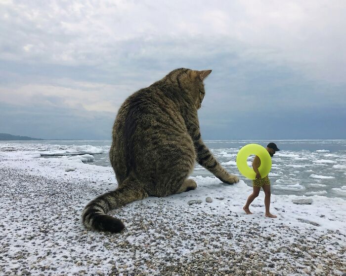 This Artist Reimagines A World Inhabited By Giant Cats (26 New Pics)