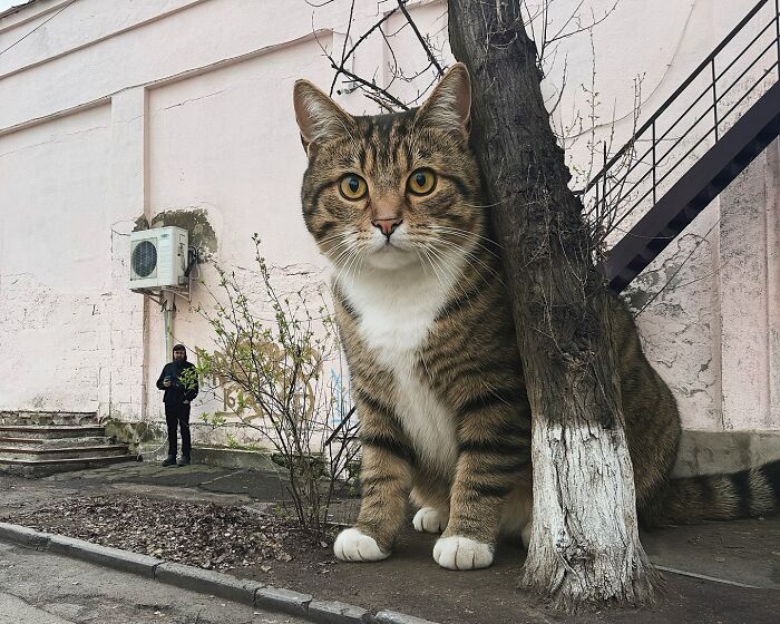 This Artist Reimagines A World Inhabited By Giant Cats (26 New Pics)
