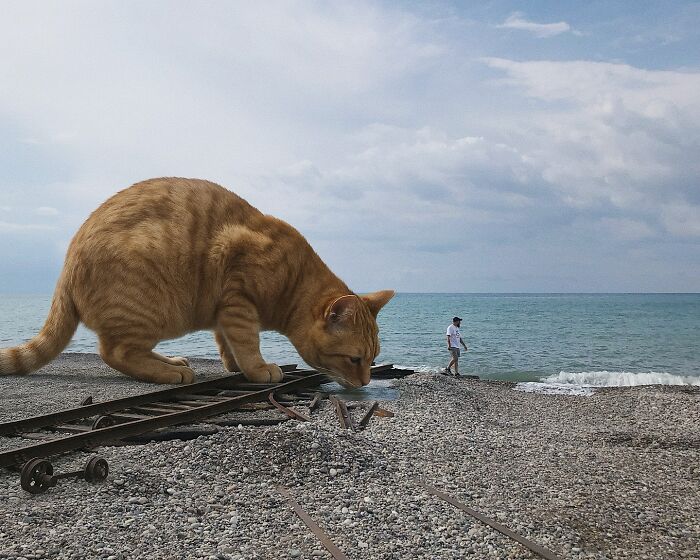 This Artist Reimagines A World Inhabited By Giant Cats (26 New Pics)