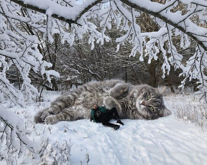 This Artist Reimagines A World Inhabited By Giant Cats (26 New Pics)