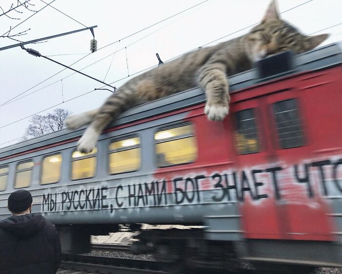 This Artist Reimagines A World Inhabited By Giant Cats (26 New Pics)