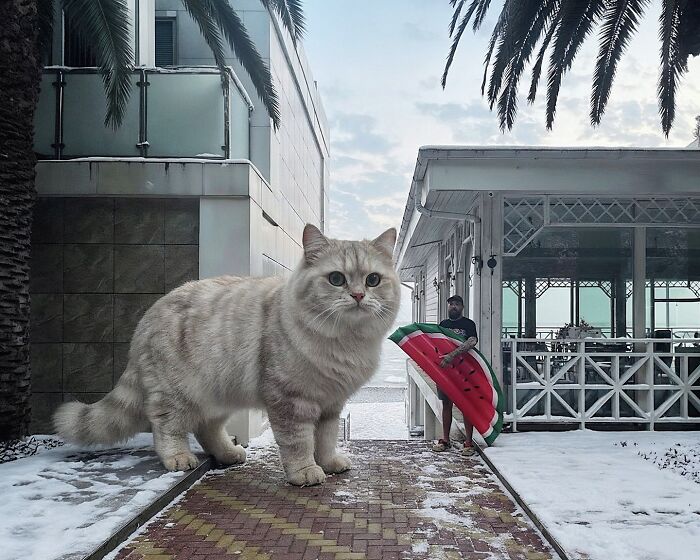 This Artist Reimagines A World Inhabited By Giant Cats (26 New Pics)