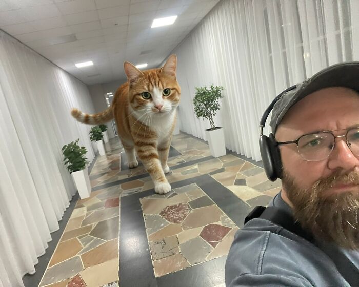 This Artist Reimagines A World Inhabited By Giant Cats (26 New Pics)