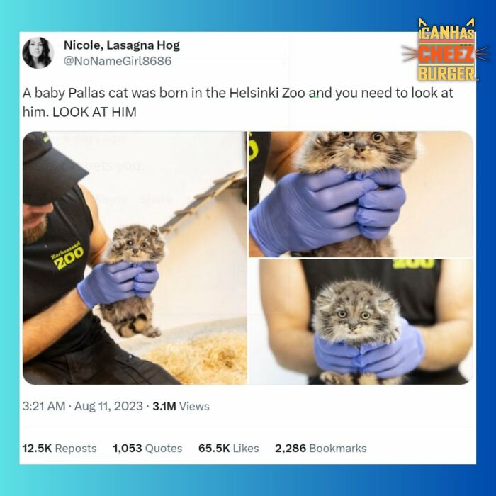 This Page Shared 52 Funny And Wholesome Cat Posts That Might Perfectly Describe Owning A Cat