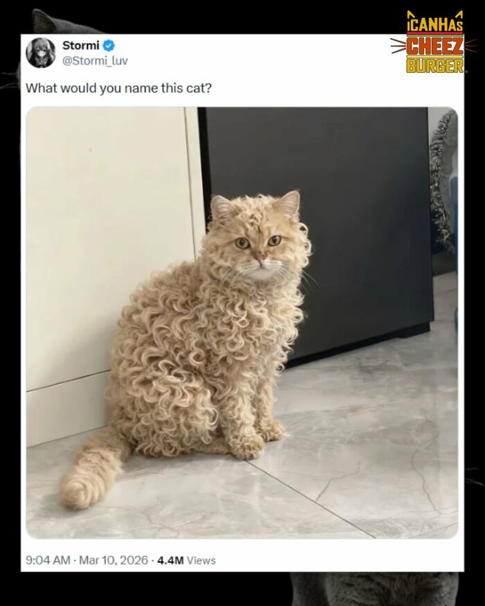 This Page Shared 52 Funny And Wholesome Cat Posts That Might Perfectly Describe Owning A Cat