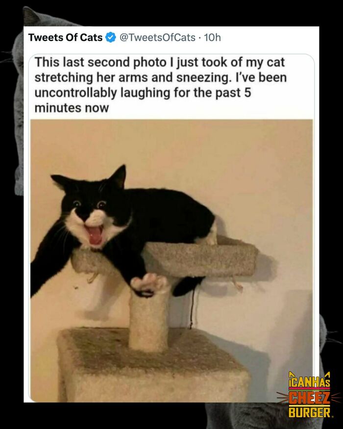 This Page Shared 52 Funny And Wholesome Cat Posts That Might Perfectly Describe Owning A Cat
