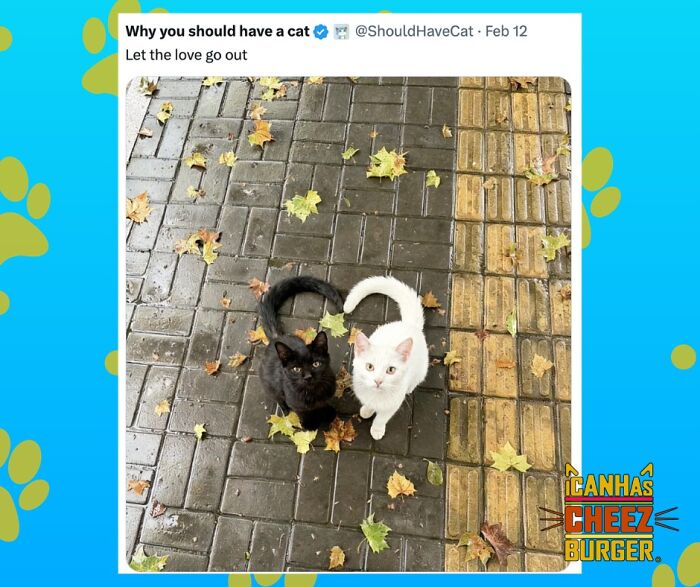 This Page Shared 52 Funny And Wholesome Cat Posts That Might Perfectly Describe Owning A Cat