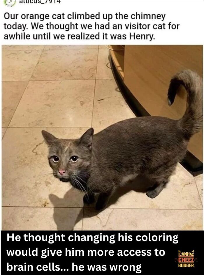 This Page Shared 52 Funny And Wholesome Cat Posts That Might Perfectly Describe Owning A Cat