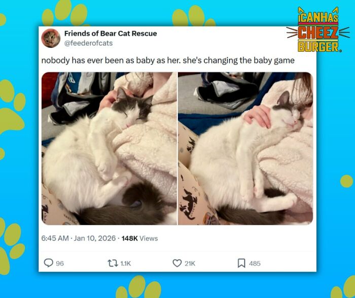 This Page Shared 52 Funny And Wholesome Cat Posts That Might Perfectly Describe Owning A Cat