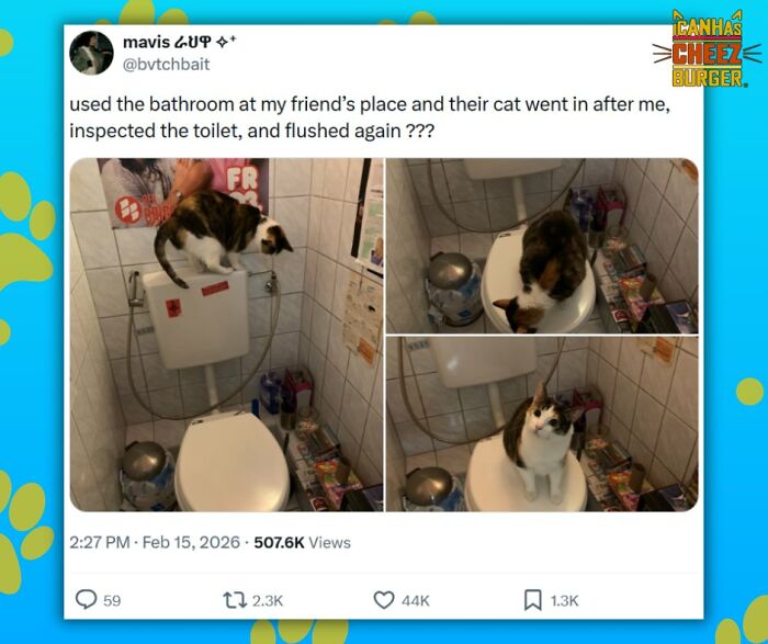 This Page Shared 52 Funny And Wholesome Cat Posts That Might Perfectly Describe Owning A Cat