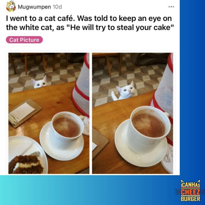 This Page Shared 52 Funny And Wholesome Cat Posts That Might Perfectly Describe Owning A Cat
