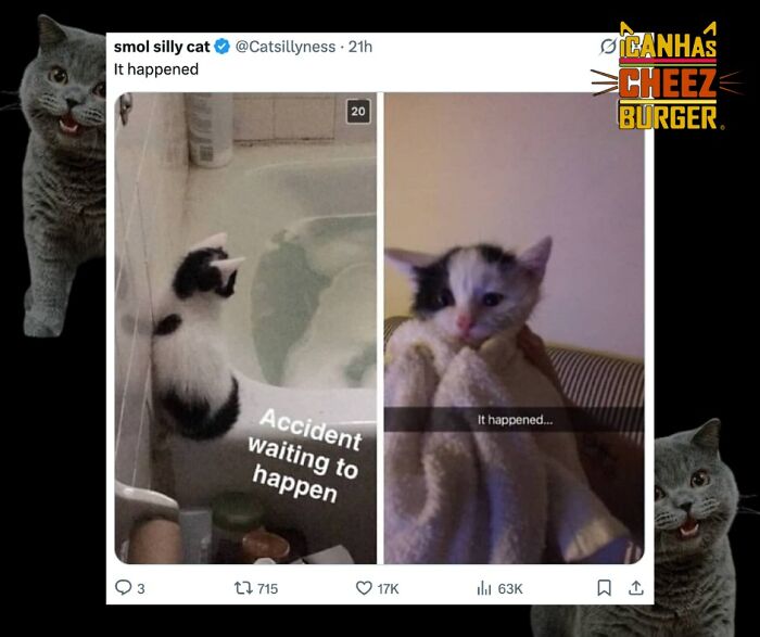 This Page Shared 52 Funny And Wholesome Cat Posts That Might Perfectly Describe Owning A Cat