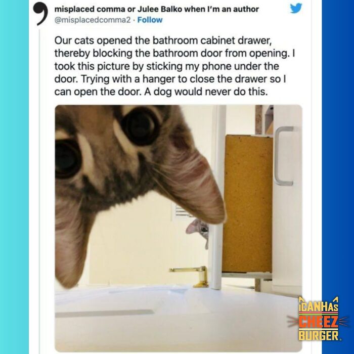 This Page Shared 52 Funny And Wholesome Cat Posts That Might Perfectly Describe Owning A Cat