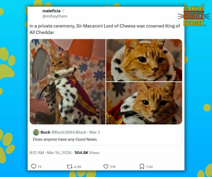 This Page Shared 52 Funny And Wholesome Cat Posts That Might Perfectly Describe Owning A Cat