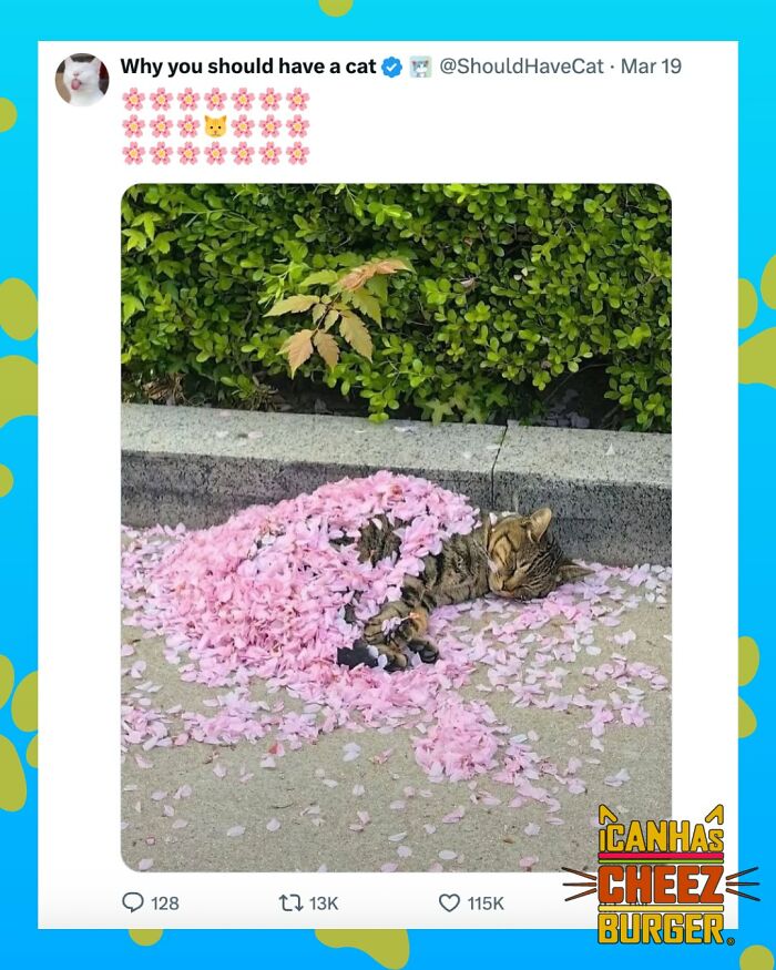 This Page Shared 52 Funny And Wholesome Cat Posts That Might Perfectly Describe Owning A Cat