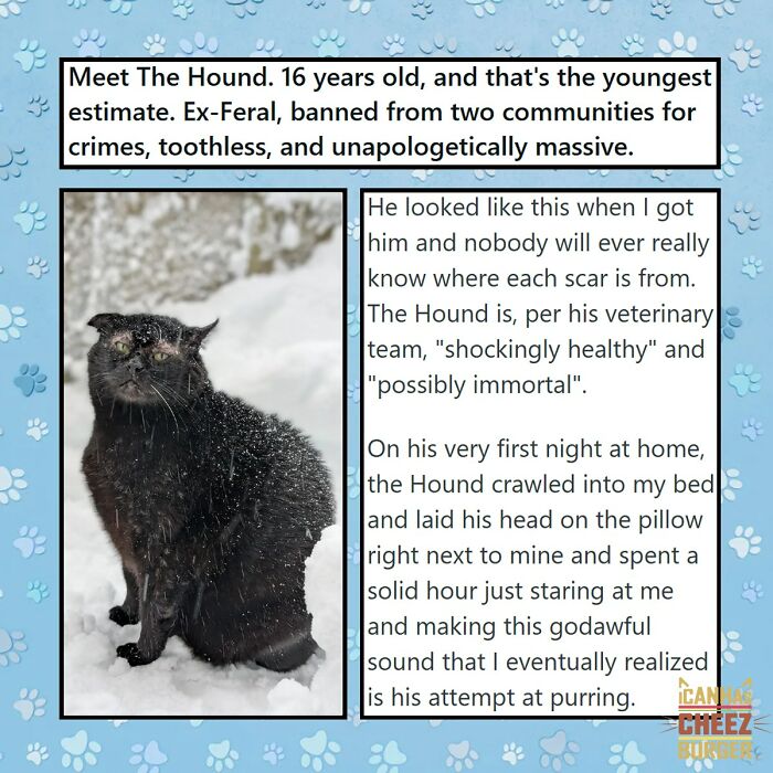 This Page Shared 52 Funny And Wholesome Cat Posts That Might Perfectly Describe Owning A Cat