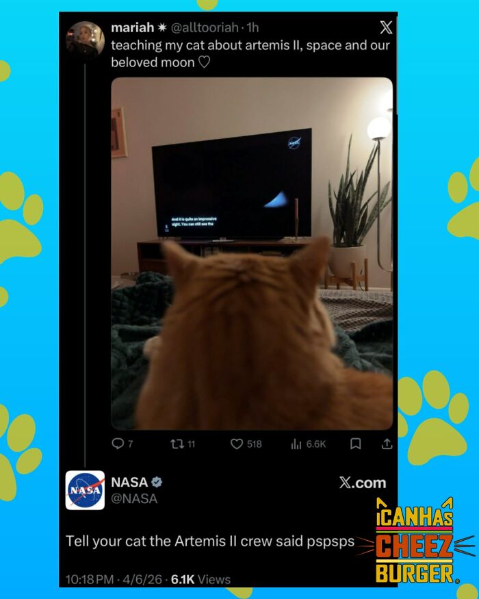 This Page Shared 52 Funny And Wholesome Cat Posts That Might Perfectly Describe Owning A Cat