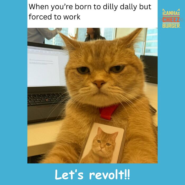 This Page Shared 52 Funny And Wholesome Cat Posts That Might Perfectly Describe Owning A Cat