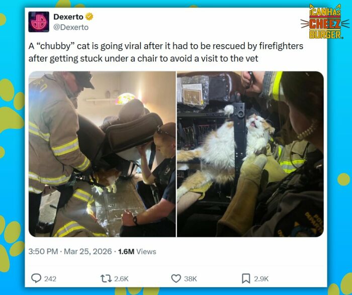 This Page Shared 52 Funny And Wholesome Cat Posts That Might Perfectly Describe Owning A Cat