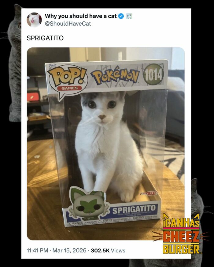 This Page Shared 52 Funny And Wholesome Cat Posts That Might Perfectly Describe Owning A Cat