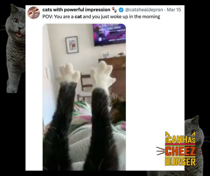 This Page Shared 52 Funny And Wholesome Cat Posts That Might Perfectly Describe Owning A Cat