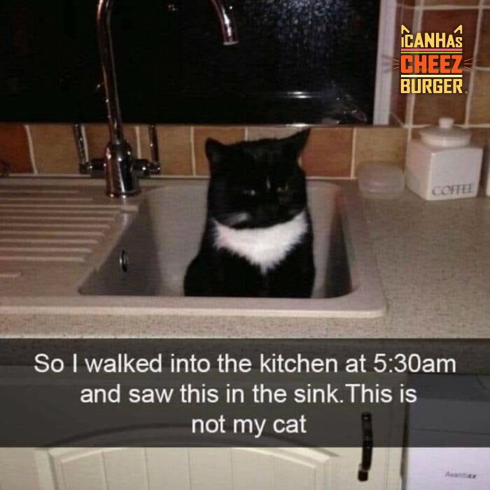 This Page Shared 52 Funny And Wholesome Cat Posts That Might Perfectly Describe Owning A Cat