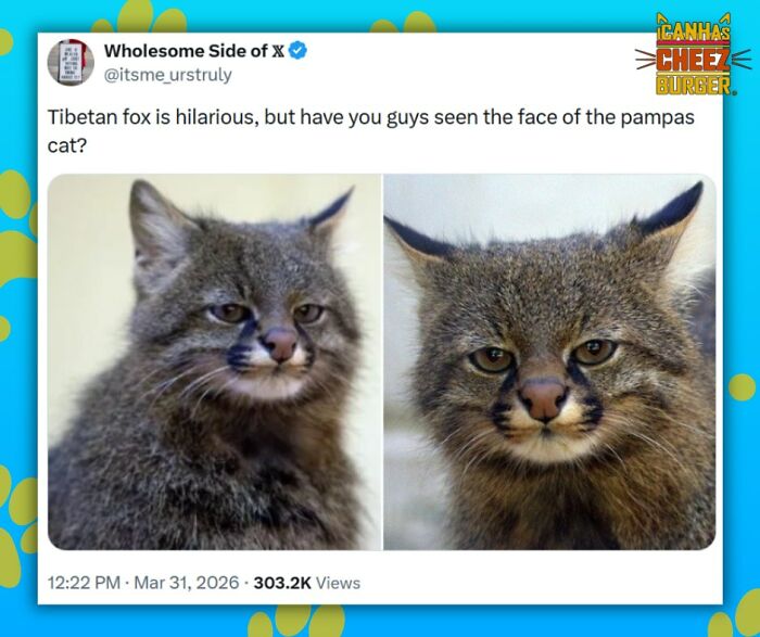 This Page Shared 52 Funny And Wholesome Cat Posts That Might Perfectly Describe Owning A Cat