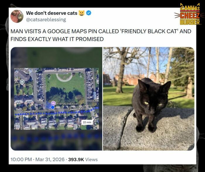 This Page Shared 52 Funny And Wholesome Cat Posts That Might Perfectly Describe Owning A Cat