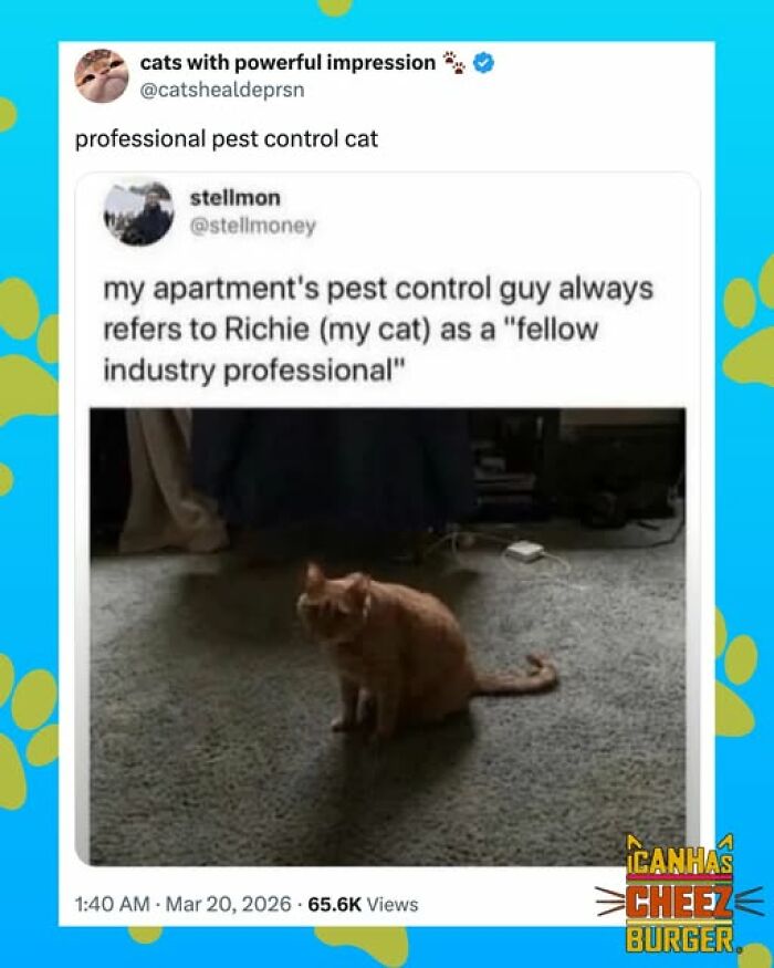 This Page Shared 52 Funny And Wholesome Cat Posts That Might Perfectly Describe Owning A Cat