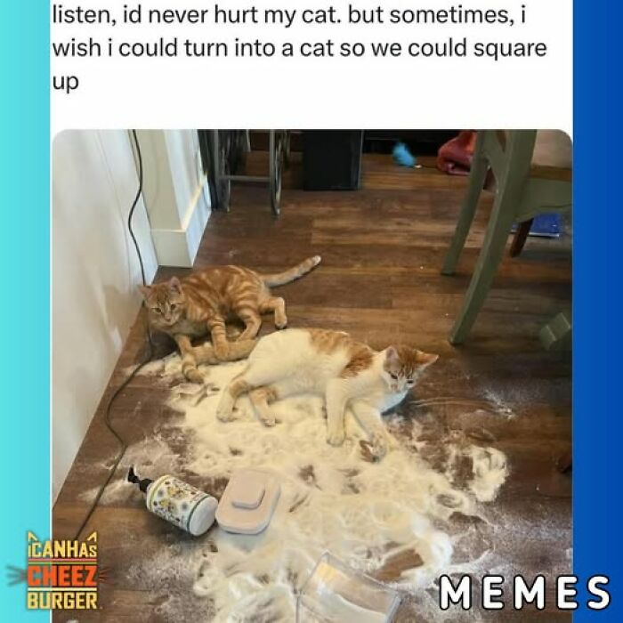 This Page Shared 52 Funny And Wholesome Cat Posts That Might Perfectly Describe Owning A Cat
