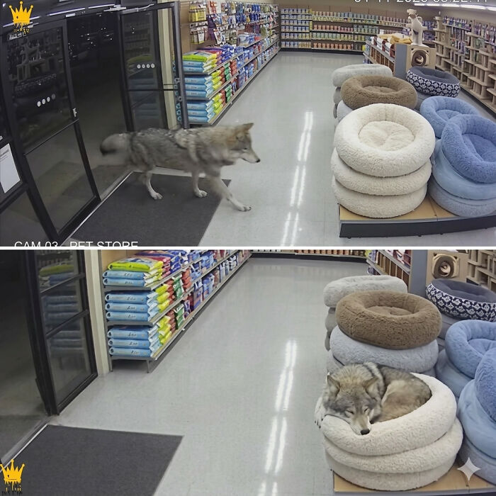 33 Hilarious Moments Caught On Camera, As Shared By “Important Animal Images” (New Pics) 33 Hilarious Moments Caught On Camera, As Shared By “Important Animal Images” (New Pics)