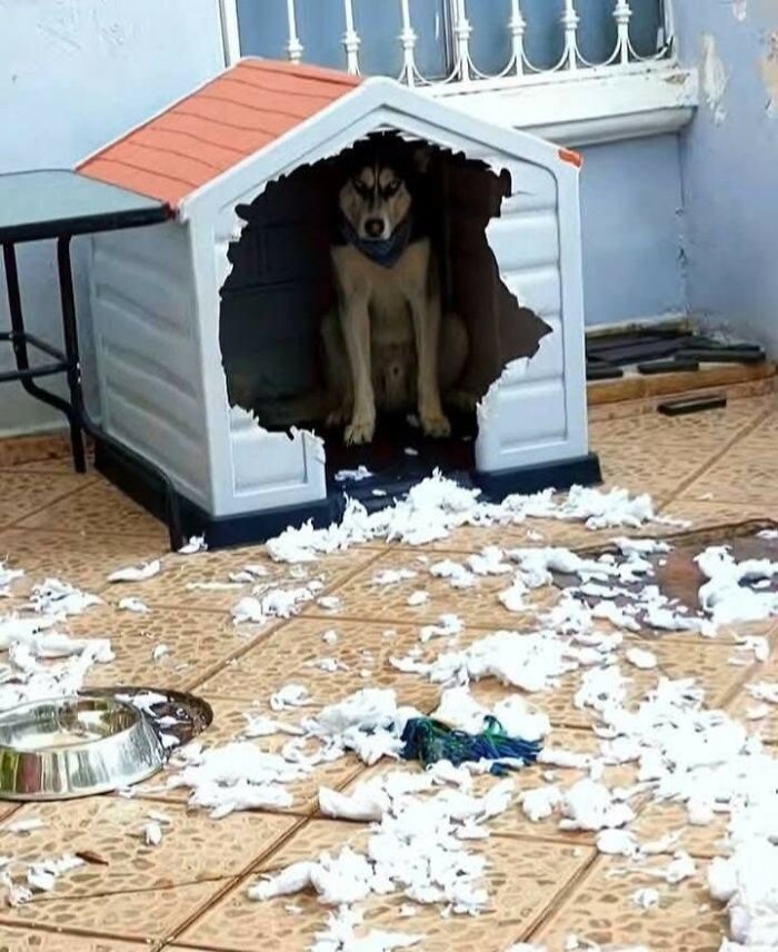 33 Hilarious Moments Caught On Camera, As Shared By “Important Animal Images” (New Pics) 33 Hilarious Moments Caught On Camera, As Shared By “Important Animal Images” (New Pics)