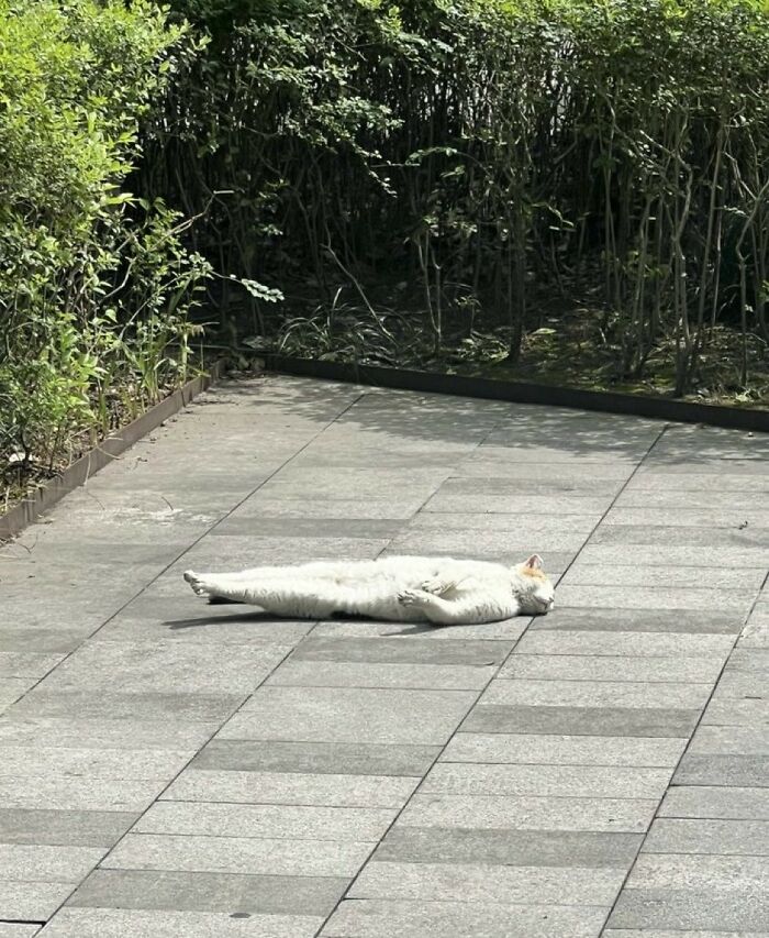 33 Hilarious Moments Caught On Camera, As Shared By “Important Animal Images” (New Pics) 33 Hilarious Moments Caught On Camera, As Shared By “Important Animal Images” (New Pics)