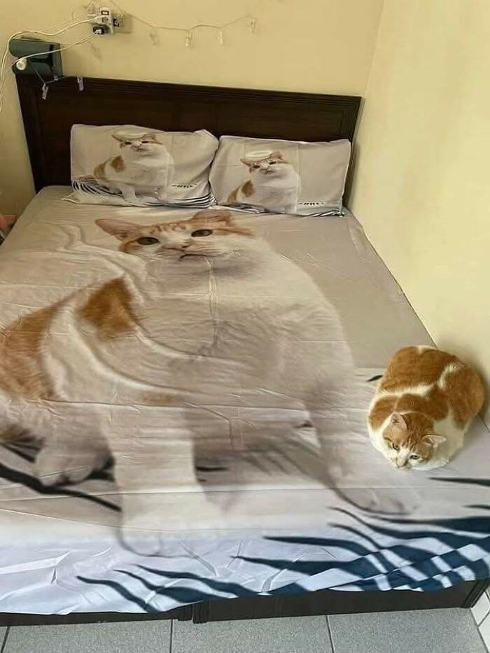 33 Hilarious Moments Caught On Camera, As Shared By “Important Animal Images” (New Pics) 33 Hilarious Moments Caught On Camera, As Shared By “Important Animal Images” (New Pics)