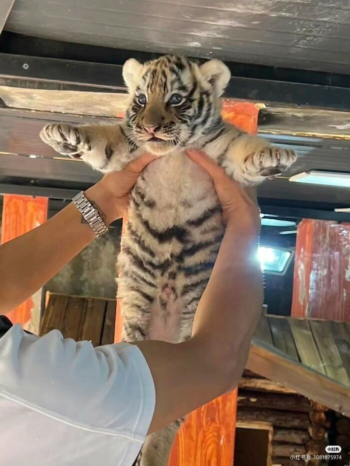 33 Hilarious Moments Caught On Camera, As Shared By “Important Animal Images” (New Pics) 33 Hilarious Moments Caught On Camera, As Shared By “Important Animal Images” (New Pics)