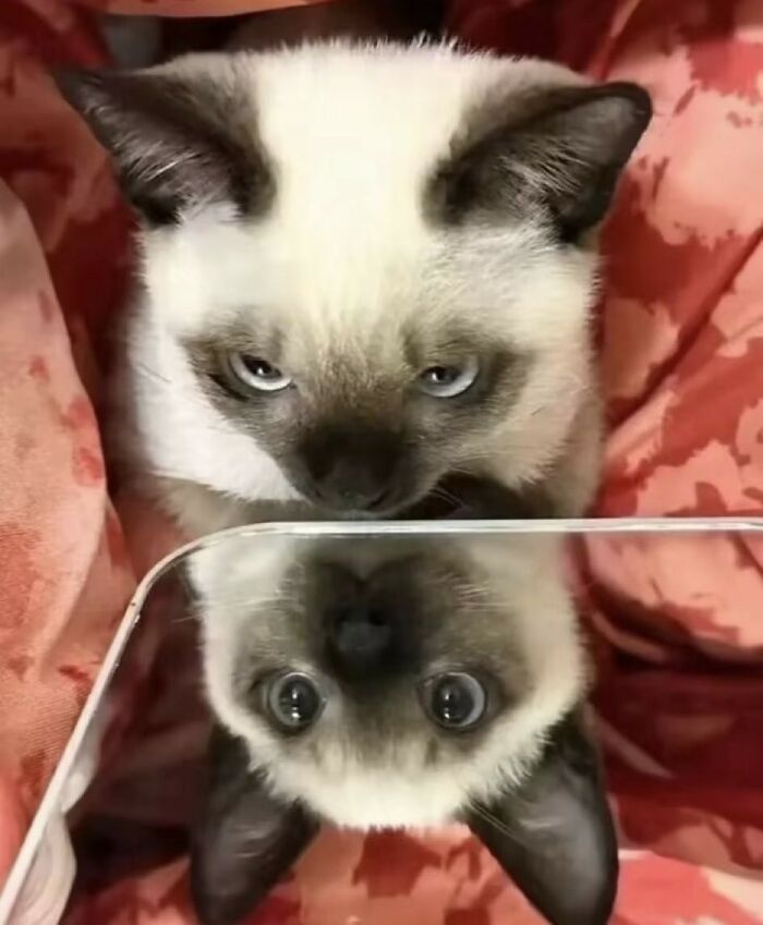 33 Hilarious Moments Caught On Camera, As Shared By “Important Animal Images” (New Pics) 33 Hilarious Moments Caught On Camera, As Shared By “Important Animal Images” (New Pics)