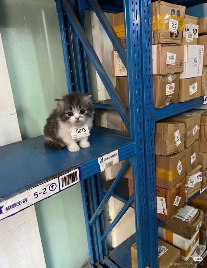 33 Hilarious Moments Caught On Camera, As Shared By “Important Animal Images” (New Pics) 33 Hilarious Moments Caught On Camera, As Shared By “Important Animal Images” (New Pics)