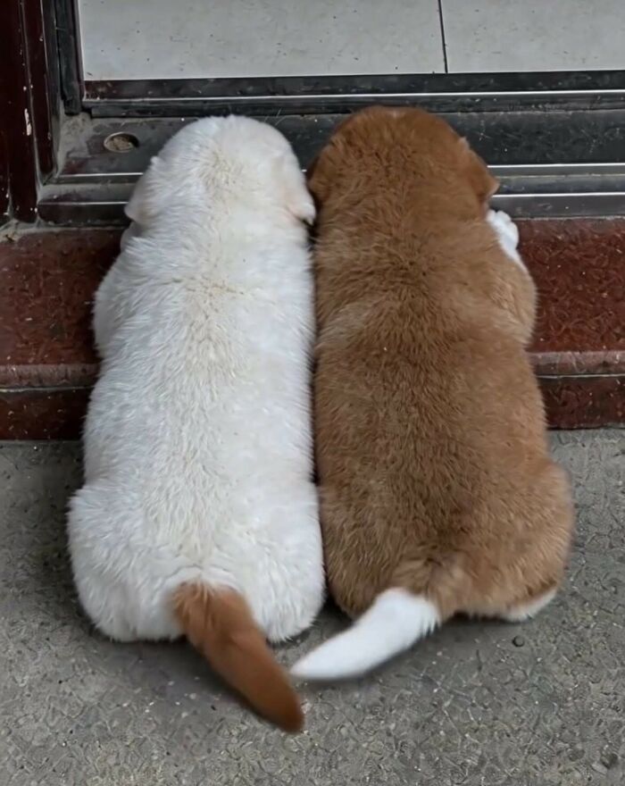 33 Hilarious Moments Caught On Camera, As Shared By “Important Animal Images” (New Pics) 33 Hilarious Moments Caught On Camera, As Shared By “Important Animal Images” (New Pics)