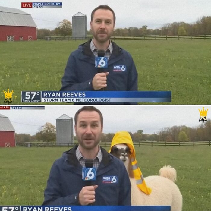 33 Hilarious Moments Caught On Camera, As Shared By “Important Animal Images” (New Pics) 33 Hilarious Moments Caught On Camera, As Shared By “Important Animal Images” (New Pics)